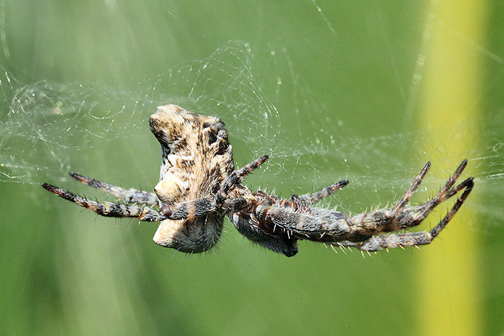 Cyrtophora citricola - Taggia (IM)